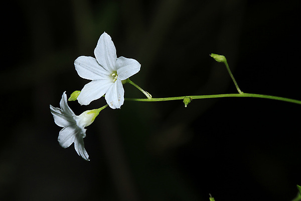 포토 JPG 해외이미지 식물 디자인 배너 꽃 백그라운드 잎 꽃무늬 텍스트 자연 벽지 추상 미술 사람없음 야외 초록색 여름 우주 검은색 봄 종 흰색 시골 숲 백합 작음 허브 향수 향기 냄새 자연백그라운드 아로마 슛 고립 생태학 취급주의 국경 해외202009 해외포토 계절 교육 컬러 무늬 문화예술 경고 화장품 크기 생태계 파일형식