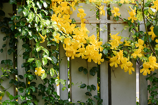 포토 JPG 해외이미지 나무 식물 공원 꽃잎 꽃 벽 꽃다발 백그라운드 잎 꽃무늬 패턴 자연 벽지 불꽃 사람없음 야외 초록색 여름 울타리 노란색 정원 봄 성장 벚꽃 흰색 나뭇가지 신선 개화 배열 관목 포도나무 내추럴 이국적 해외202009 해외포토 계절 공공시설 컬러 무늬 불 담장 과일나무 생태계 파일형식