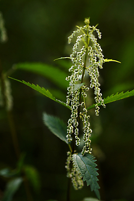 포토 JPG 해외이미지 식물 줄기 잎 자연 사람없음 해외202009 해외포토 생태계 파일형식