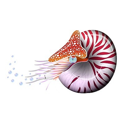 EPS 해외이미지 동물 1 디자인 야생동물 바다 일러스트 자연 조개 연체동물 나선형 그래픽 장식 물 컬러풀 수중 소용돌이 껍질 만화 심볼 싱글 그림 달팽이 생물학 촉수 고립 앵무조개 엘리먼트 이국적 현실 해외202009 해외일러스트 자연요소 교육 컬러 무늬 어패류 무척추동물 회오리 생태계 파일형식 벡터