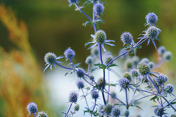 포토 JPG 해외이미지 식물 꽃잎 꽃 바다 꽃다발 백그라운드 잎 꽃무늬 밭 자연 산 사람없음 치료 장식 파란색 컬러풀 보라색 봄 성장 벚꽃 못 개화 약초 다발 허브 제비꽃 원예 날카로움 내추럴 해외202009 해외포토 계절 컬러 무늬 농업 의학 취미 공구 풀_식물 생태계 파일형식