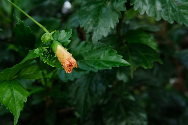 포토 JPG 해외이미지 나무 식물 계절 공원 꽃잎 꽃 줄기 백그라운드 잎 꽃무늬 오렌지 자연 벽지 하늘 풍경 사람없음 야외 빨간색 초록색 여름 컬러풀 노란색 새싹 정원 봄 벚꽃 가을 흰색 꽃술 신선 개화 닫기 보케 인도네시아 말레이시아 내추럴 이국적 히비스커스 해외202009 해외포토 공공시설 아시아 컬러 무늬 과일 모션 생태계 파일형식