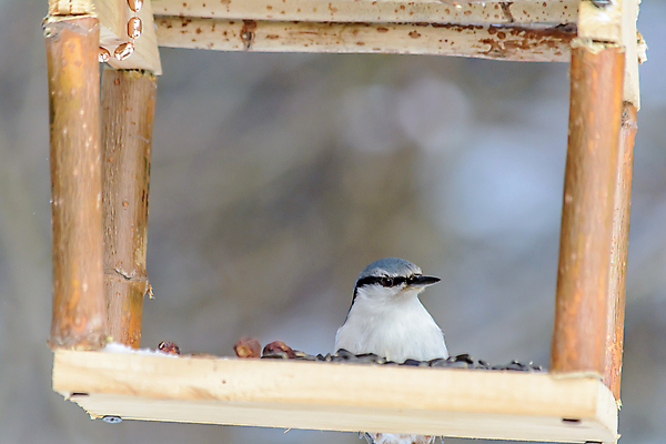 포토 JPG 해외이미지 동물 계절 공원 야생동물 음식 백그라운드 겨울 날개 자연 조류 날씨 씨앗 사람없음 야외 환경 정원 냉동 추위 숲 작음 먹이 낟알 깃털 생물학 꼬리 서리 부리 내추럴 동물상 수수 수유 눈내림 해외202009 해외포토 식물 공공시설 교육 눈_날씨 조형물 크기 생태계 파일형식