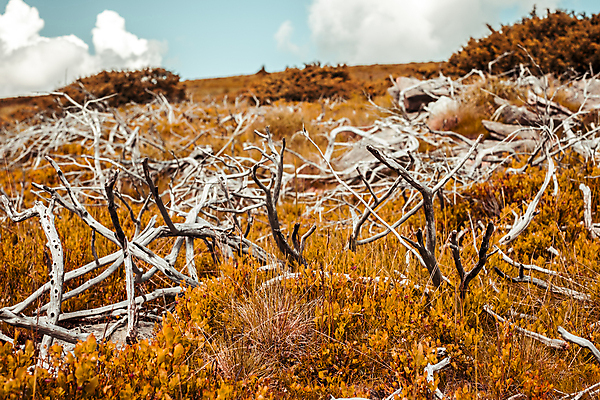 포토 JPG 해외이미지 나무 식물 계절 공원 줄기 백그라운드 단풍 잎 패턴 밭 오렌지 자연 하늘 건조 풍경 사람없음 야외 목재 빨간색 파란색 빛 컬러풀 햇빛 갈색 노란색 환경 맑음 가을 나뭇가지 시골 황금 숲 질감 장면 10월 내추럴 옛날 해외202009 해외포토 공공시설 컬러 무늬 농업 과일 재료 날씨 태양 날짜 생태계 파일형식
