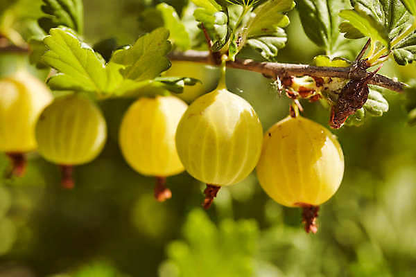 포토 JPG 해외이미지 식물 선 컨셉 잎 패턴 자연 추상 요리 사람없음 장식 초록색 물 우주 줄무늬 젖음 물방울 신선 시간 맛 떨어짐 냄비 이슬 묘사 질감 서식 심플 시트 바질 뒤뜰 온실 해외202009 해외포토 자연요소 컬러 무늬 솥 생태계 파일형식