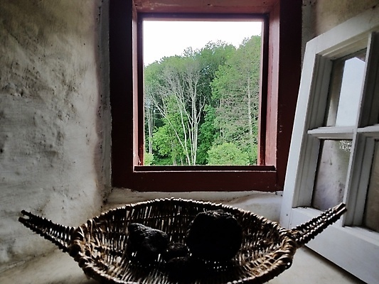 포토 JPG 해외이미지 나무 창문 자연 유리 프레임 사람없음 야외 내부 초록색 바구니 해외202009 해외포토 식물 컬러 재질 생태계 파일형식