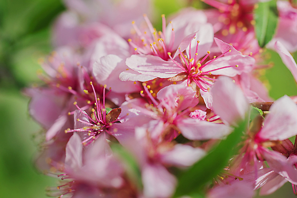 포토 JPG 해외이미지 나무 식물 계절 꽃잎 꽃 분홍색 백그라운드 자연 사람없음 야외 보라색 봄 벚꽃 나뭇가지 소프트포커스 5월 관목 보케 아몬드 내추럴 블러 해외202009 해외포토 컬러 촬영기법 견과류 날짜 생태계 파일형식