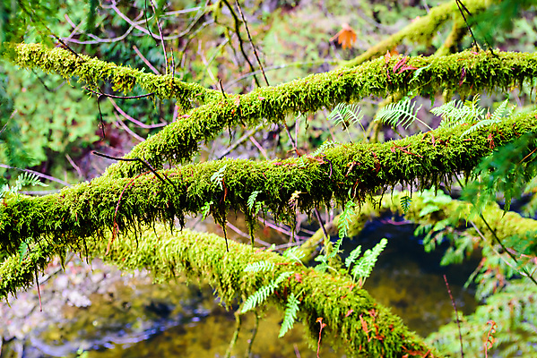 포토 JPG 해외이미지 나무 식물 계절 잎 캐나다 자연 표면 이끼 사람없음 야외 목재 초록색 환경 습기 젖음 촉촉함 성장 나뭇가지 숲 이슬 열대우림 묘사 유기농 부드러움 나무껍질 내추럴 곰팡이 생태학 양치류 해외202009 해외포토 웰빙 교육 컬러 북아메리카 재료 껍질 감각 생태계 파일형식
