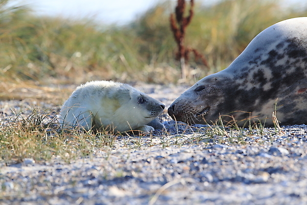 포토 JPG 해외이미지 동물 유럽 야생동물 새끼 모래 바다 섬 겨울 포유류 자연 놀이 털 독일 사랑 해변 사람없음 야외 귀여움 환경 금속 회색 코트 흰색 아기 신생아 보호 물개 모래언덕 북쪽 멸종 대서양 생태학 해외202009 약함 해외포토 계절 교육 감정 나라 컬러 컨셉 재질 사람 바다동물 외투 방향 언덕 생태계 파일형식