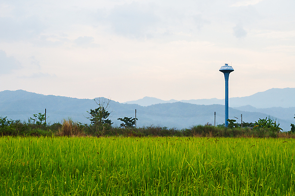 포토 JPG 해외이미지 나무 식물 구름 계절 아시아 음식 백그라운드 잎 농업 비즈니스 하늘 밥 산 동양인 풍경 초원 사람없음 초록색 물 여름 파란색 농작물 농장 농경지 노란색 환경 중국 봄 수확 성장 시골 신선 황금 장면 내추럴 논밭 수평선 해외202009 해외포토 자연요소 나라 산업 컬러 밭 논 인종 파일형식