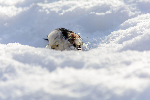 포토 JPG 해외이미지 동물 계절 공원 야생동물 백그라운드 겨울 날개 자연 조류 날씨 사람없음 야외 햇빛 태양 환경 정원 맑음 냉동 추위 숲 깃털 생물학 꼬리 서리 부리 내추럴 동물상 제설기 눈내림 해외202009 해외포토 자연요소 공공시설 교육 눈_날씨 조형물 생태계 제설 파일형식