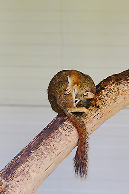 포토 JPG 해외이미지 나무 식물 동물 척추동물 응시 야생동물 백그라운드 포유류 자연 사람없음 야외 갈색 환경 봄 가을 농촌 황무지 설치류 숲 작음 환경보전 호기심 꼬리 다람쥐 내추럴 삼림지대 열대기후 해외202009 해외포토 시선 계절 감정 컬러 컨셉 시골 크기 사회이슈 생태계 파일형식