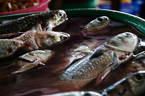 포토 JPG 해외이미지 동물 전통 음식 바다 백그라운드 자연 낚시 노동자 건강 어류 사람없음 빨간색 판매 세일 상점 얼음 신선 잡기 시장 해산물 날것 낚시꾼 남쪽 페루 해외202009 해외포토 자연요소 직업 컬러 모션 레저 수중동물 남아메리카 방향 생태계 파일형식