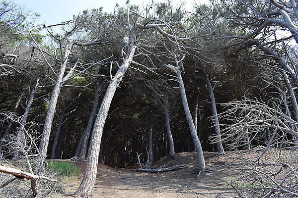포토 JPG 해외이미지 나무 유럽 바다 자연 휴가 풍경 해변 사람없음 야외 목재 여름 태양 이탈리아 안개 소나무 황무지 분위기 숲 지중해 토스카나 해외202009 해외포토 자연요소 식물 계절 나라 컨셉 재료 날씨 생태계 파일형식