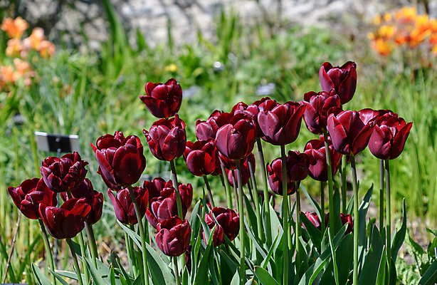 포토 JPG 해외이미지 식물 꽃잎 꽃 백그라운드 컨셉 꽃무늬 밭 침구 자연 사람없음 초록색 정원 보라색 봄 튤립 벚꽃 개화 오브젝트 해외202009 해외포토 계절 컬러 무늬 농업 생태계 파일형식