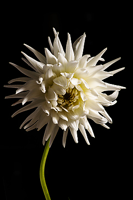 포토 JPG 해외이미지 식물 계절 꽃잎 꽃 자연 검은배경 국화 사람없음 빛 정원 사진촬영 봄 성장 닫기 배열 그림 향기 내추럴 취급주의 해외202009 해외포토 백그라운드 모션 경고 검은색 촬영 생태계 냄새 파일형식