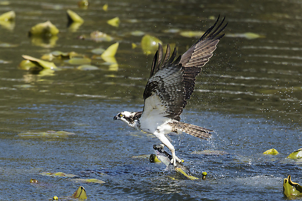 포토 JPG 해외이미지 동물 호수 야생동물 날개 자연 조류 낚시 어류 사람없음 야외 물 갈색 흰색 잡기 보호 먹이 깃털 사냥 부리 독수리 육식동물 사냥꾼 물새 동물상 발톱 해외202009 해외포토 자연요소 직업 컬러 컨셉 모션 발 레저 조형물 수중동물 생태계 파일형식