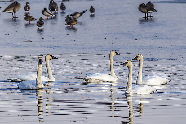포토 JPG 해외이미지 동물 호수 야생동물 겨울 자연 조류 사람없음 야외 물 파란색 반사 환경 수영 미국 추위 흰색 연못 행운 그룹 우아함 습지 큼 깃털 부리 백조 목 물새 서쪽 워싱턴 해외202009 해외포토 자연요소 계절 컬러 컨셉 북아메리카 신체부위 수상스포츠 크기 방향 생태계 파일형식