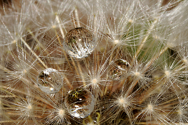 포토 JPG 해외이미지 식물 꽃 자연 추상 씨앗 사람없음 물 물방울 이슬 민들레 해외202009 해외포토 자연요소 무늬 생태계 파일형식