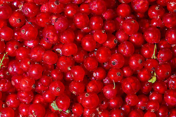 포토 JPG 해외이미지 스튜디오촬영 실내 사람없음 빨간색 세로 세트 하이앵글 컬러풀 흰색 신선 자르기 다발 흰배경 날것 심플 비타민 건강식 건포도 고립 숙성 정물화 채식주의자 카피스페이스 해외202009 해외포토 음식 뷰포인트 컬러 백그라운드 모션 포도 내부 공백 그림 채식 건과일 영양소 파일형식