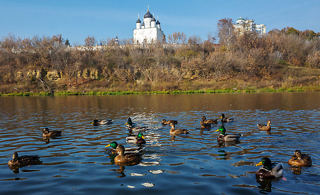 포토 JPG 해외이미지 나무 동물 공원 호수 야생동물 음식 여행 날개 가족 자연 조류 휴식 오리 육류 풍경 사람없음 야외 초록색 물 여름 파란색 강 노란색 마을 수영 흰색 연못 신선 깃털 부리 거위 물새 청둥오리 내추럴 해외202009 해외포토 자연요소 식물 계절 공공시설 컬러 컨셉 식재료 관계 수상스포츠 생태계 파일형식