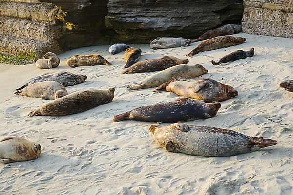 포토 JPG 해외이미지 동물 여자 야생동물 모래 파도 바다 여행 포유류 자연 휴가 휴식 주택 사람 사람없음 물 파란색 항구 회색 도시 만 사자 물개 캘리포니아 서식지 인기 해외202009 해외포토 자연요소 컬러 컨셉 교통시설 건물 미국 바다동물 생태계 파일형식