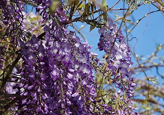 포토 JPG 해외이미지 꽃 자연 사람없음 봄 해외202009 해외포토 식물 계절 생태계 파일형식