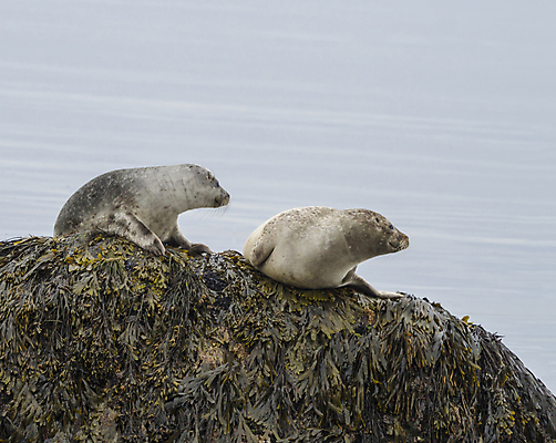포토 JPG 해외이미지 동물 응시 여자 남자 야생동물 바다 여행 2 포유류 자연 휴식 털 아이슬란드 국립공원 앉기 사람없음 옆모습 물 파란색 갈색 평화 회색 흰색 해조류 물개 북쪽 내추럴 거짓말 카피스페이스 해외202009 해외포토 자연요소 시선 공원 유럽 뷰포인트 컬러 컨셉 모션 사람 바다동물 공백 해양식물 방향 생태계 파일형식