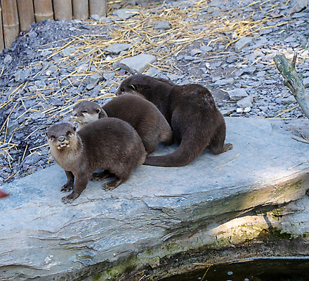 포토 JPG 해외이미지 동물 야생동물 바다 포유류 자연 함께함 동양인 사람없음 물 쌍 육식동물 집게발 해외202009 해외포토 자연요소 컨셉 인종 생태계 파일형식