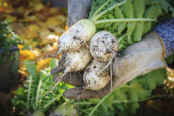 포토 JPG 해외이미지 식물 손 계절 음식 장갑 백그라운드 잎 농업 채소 재료 자연 건강 동양인 사람없음 초록색 농작물 정원 중국 수확 흰색 시골 신선 잡기 그룹 맛 다발 오브젝트 유기농 날것 뿌리 내추럴 고립 채식주의자 총각무 비건 해외202009 해외포토 웰빙 잡화 산업 아시아 컬러 컨셉 모션 인종 신체부위 무 생태계 채식 파일형식