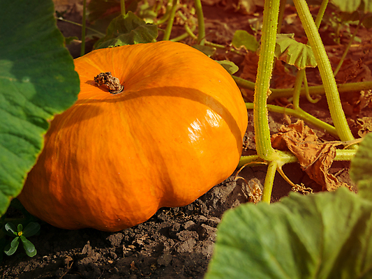 포토 JPG 해외이미지 식물 1 백그라운드 밭 채소 오렌지 부분 호박 건조 사람없음 농작물 농장 노란색 정원 맑음 흙 할로윈 수확 성장 가을 시골 신선 시장 11월 에코 유기농 회전 먼지 장면 부드러움 박 추수감사절 스쿼시 내추럴 땅바닥 밭일 생태학 숙성 해외202009 해외포토 웰빙 계절 교육 기독교 스포츠 컬러 농업 과일 날씨 바닥 구기 환경 감각 날짜 파일형식