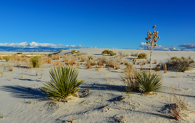 포토 JPG 해외이미지 식물 공원 여행 백그라운드 패턴 자연 하늘 건조 국립공원 풍경 사람없음 파란색 모래사장 미국 사막 흰색 황무지 모래언덕 부식 결정체 천연기념물 내추럴 잔물결 전국 해외202009 해외포토 공공시설 물결 바다 컬러 북아메리카 무늬 언덕 생태계 파일형식