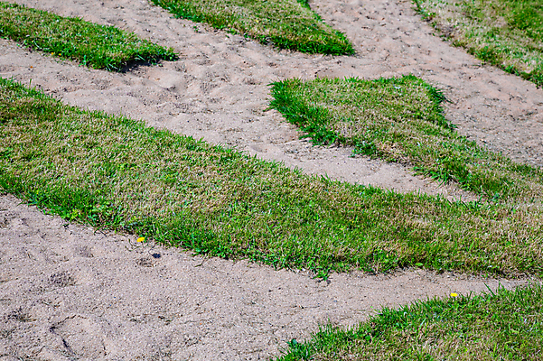 포토 JPG 해외이미지 식물 디자인 계절 백그라운드 꽃무늬 자연 풍경 사람없음 야외 장식 초록색 여름 환경 정원 신선 옵션 원예 조경 내추럴 뒤뜰 생태학 예시 그리너리 해외202009 해외포토 교육 꽃 컬러 무늬 취미 생태계 파일형식 트랜드컬러
