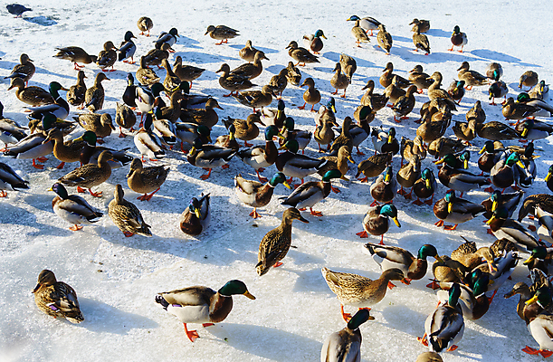 포토 JPG 해외이미지 동물 계절 공원 호수 야생동물 백그라운드 겨울 가족 자연 조류 오리 풍경 사람없음 야외 물 여름 파란색 강 컬러풀 냉동 얼음 봄 추위 연못 둥지 깃털 부리 물새 청둥오리 내추럴 동물상 해외202009 해외포토 자연요소 공공시설 컬러 관계 조형물 생태계 파일형식
