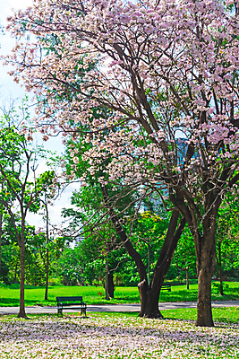 포토 JPG 해외이미지 주간 나무 공원 벤치 태국 자연 하늘 풍경 사람없음 야외 봄 벚꽃 방콕 해외202009 해외포토 자연요소 식물 계절 공공시설 꽃 아시아 의자 생태계 파일형식