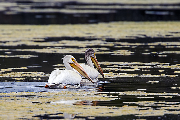 포토 JPG 해외이미지 동물 공원 호수 야생동물 백그라운드 날개 자연 조류 앉기 풍경 사람없음 야외 물 여름 미국 흰색 연못 보호 습지 펠리컨 깃털 부리 물새 서식지 내추럴 동물상 워싱턴 해외202009 해외포토 자연요소 계절 공공시설 컬러 컨셉 북아메리카 모션 조형물 생태계 파일형식