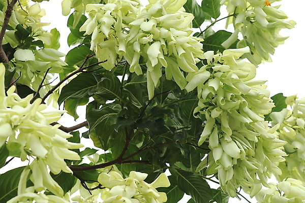 포토 JPG 해외이미지 모양 나무 식물 계절 꽃잎 꽃 아시아 별 커피 분홍색 꽃다발 잎 꽃무늬 가족 태국 자연 사람없음 여름 컬러풀 노란색 정원 성장 벚꽃 흰색 신선 개화 우아함 닫기 관목 향기 꽃가루 해외202009 해외포토 자연요소 나라 음료 컬러 컨셉 무늬 관계 모션 가루 생태계 냄새 파일형식