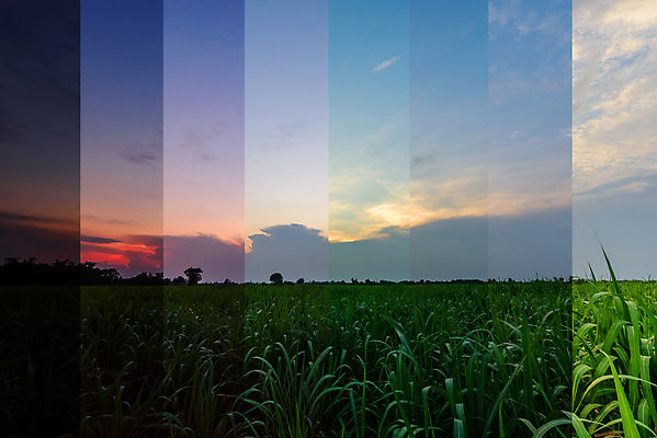 포토 JPG 해외이미지 식물 여행 백그라운드 밭 농업 자연 지팡이 하늘 안테나 풍경 사람없음 초록색 파란색 농장 농경지 환경 수확 시골 설탕 내추럴 사탕수수 해외202009 해외포토 산업 컬러 통신 생태계 파일형식