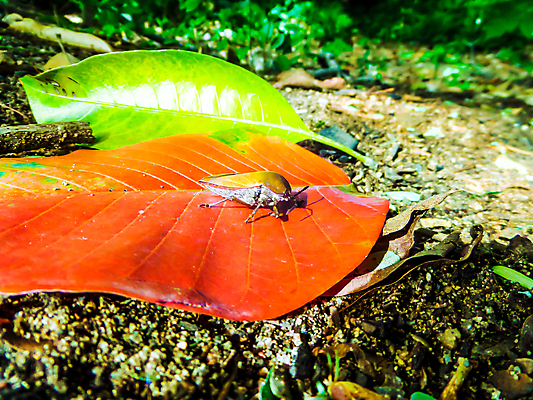 포토 JPG 해외이미지 나무 식물 캐릭터 공원 꽃 별 야생동물 분홍색 곤충 백그라운드 잎 자연 생물 사람없음 빨간색 초록색 정원 검은색 흰색 황무지 벌레 딱정벌레 방패 리빙 나방 고립 동물상 진실 해외202009 해외포토 자연요소 동물 공공시설 컬러 조형물 생태계 파일형식