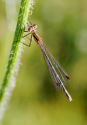 포토 JPG 해외이미지 동물 여자 야생동물 곤충 날개 오렌지 자연 사람없음 야외 초록색 여름 벌레 잠자리 에메랄드 육식동물 우크라이나 해외202009 해외포토 계절 유럽 컬러 과일 사람 보석 생태계 파일형식