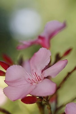 포토 JPG 해외이미지 식물 꽃 분홍색 자연 사람없음 초록색 시트 해외202009 해외포토 컬러 생태계 파일형식