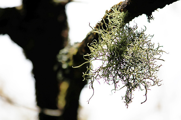 포토 JPG 해외이미지 모양 나무 식물 공원 조각 백그라운드 자연 함께함 종류 이끼 사람없음 목재 노란색 버섯 회색 성장 흰색 나뭇가지 원형 닫기 숲 묘사 생태계 질감 서식지 내추럴 고립 해외202009 해외포토 도형 공공시설 컬러 컨셉 재료 모션 파일형식