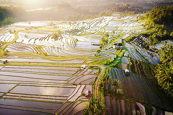포토 JPG 해외이미지 식물 아시아 문화 음식 여행 패턴 농업 자연 밥 아침 산 안테나 풍경 사람없음 야외 초록색 물 농작물 농장 일출 계곡 성장 시골 정상 낟알 땅 언덕 유기농 발리 인도네시아 장면 논밭 드론 해외202009 해외포토 주간 자연요소 웰빙 나라 산업 컬러 섬 무늬 밭 통신 논 노을 생태계 파일형식