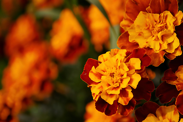 포토 JPG 해외이미지 식물 계절 꽃 꽃무늬 밭 오렌지 자연 사람없음 야외 장식 초록색 여름 컬러풀 노란색 정원 가을 신선 개화 해외202009 해외포토 컬러 무늬 농업 과일 생태계 파일형식