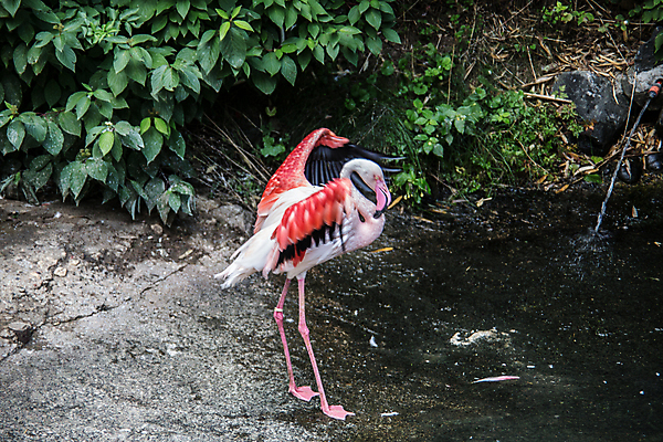 포토 JPG 해외이미지 분홍색 사람없음 초록색 물 흰색 깃털 해외202009 해외포토 자연요소 컬러 파일형식