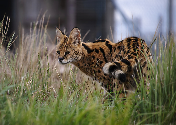 포토 JPG 해외이미지 동물 아시아 얼굴 야생동물 포유류 아프리카 자연 털 동물원 종류 사람없음 야외 머리 고양이 게임 흰색 위험 큼 사파리 질감 오르기 귀 육식동물 사냥꾼 멸종 케냐 내추럴 고립 사바나 해외202009 해외포토 직업 나라 컬러 컨셉 모션 놀이 신체부위 반려동물 크기 생태계 파일형식