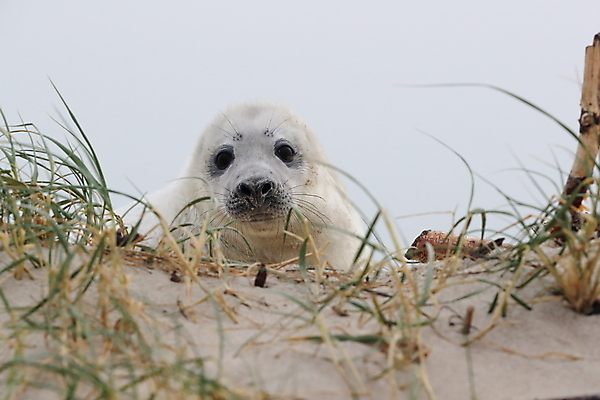 포토 JPG 해외이미지 동물 유럽 야생동물 새끼 바다 섬 포유류 자연 털 독일 사랑 해변 사람없음 야외 귀여움 환경 회색 코트 흰색 아기 신생아 보호 물개 모래언덕 북쪽 멸종 대서양 생태학 해외202009 약함 해외포토 교육 감정 나라 컬러 컨셉 사람 바다동물 외투 방향 언덕 생태계 파일형식