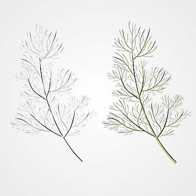 EPS 해외이미지 나무 식물 1 전통 디자인 음식 줄기 백그라운드 잎 크리스마스 꽃무늬 농업 일러스트 자연 휴가 파슬리 요리 미술 초록색 흰색 나뭇가지 신선 고명 양념 정상 스케치 허브 향신료 유기농 향 고립 딜 엘리먼트 회향 해외202009 해외일러스트 웰빙 기념일 꽃 산업 컬러 무늬 채소 문화예술 생태계 향미료 파일형식 벡터