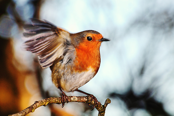 포토 JPG 해외이미지 나무 동물 공원 유럽 야생동물 크리스마스 겨울 날개 자연 조류 영국 앉기 사람없음 목재 옆모습 빨간색 세로 정원 나뭇가지 닫기 숲 깃털 부리 이륙 동물상 삼림지대 해외202009 해외포토 식물 계절 공공시설 기념일 나라 뷰포인트 컬러 재료 모션 조형물 생태계 파일형식