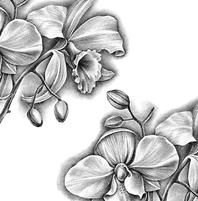 포토 JPG 해외이미지 식물 꽃잎 꽃 줄기 꽃무늬 일러스트 자연 미술 사람없음 그래픽 정원 검은색 벚꽃 흰색 나뭇가지 난초 스케치 오브젝트 그림 내추럴 이국적 현실 해외202009 해외포토 나무 컬러 무늬 문화예술 생태계 파일형식